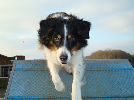 Tosca Aussie 